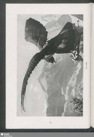 Steinadler