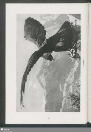Steinadler
