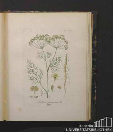 Umbelliferae. Anethum graveolens L. Dill.