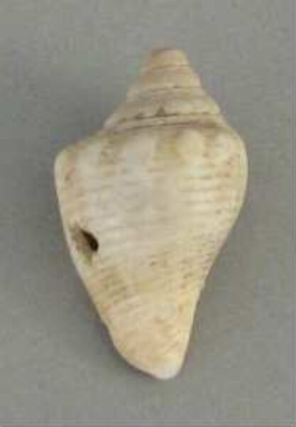 Shell pendant