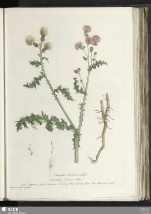 Le Chardon Hèmorroidal