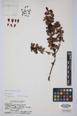 Rapanea sandwicensis (A.DC.) Deg. & Hosaka