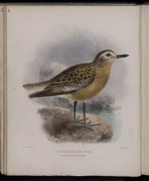 Charadrius Obscurus.