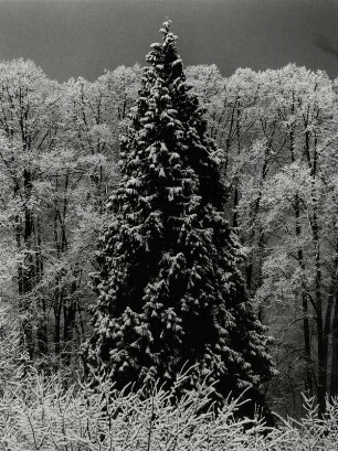 Nadelwald im Winter