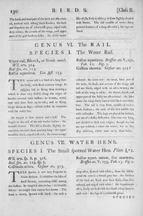Genus VI. The Rail