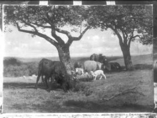 Landschaft mit Kühen und Schafen
