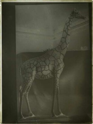 Giraffa camelopardalis reticulata de Winton, 1899