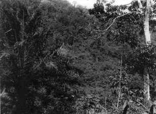 Ang.: Urwald Süd-Kamerun (vor 1914)