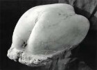 Mollusk
