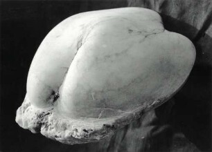 Mollusk