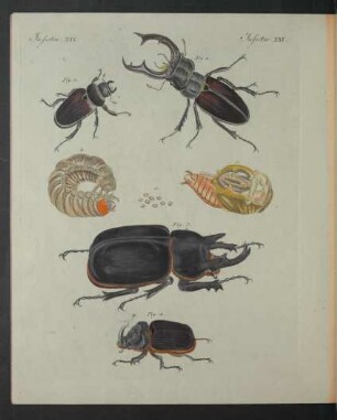 Tafel: Insecten. XXI.
