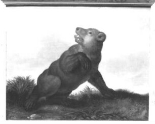 Bär : Bär. Öl? auf Holz (wohl 1630/1684; C. Schiebling und C. Wiebel zugeschrieben). Radebeul, Hoflößnitz, Berg- und Lusthaus, Berg- und Lusthaus, Wohnraum des Kurfürsten