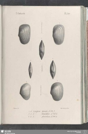 Pl. 377