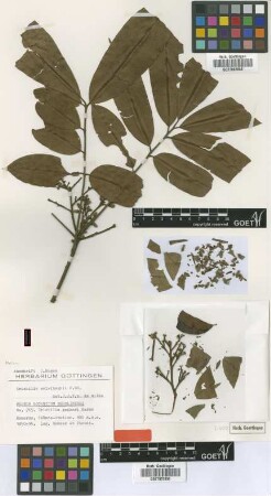 Trichilia zenkeri Harms [type]