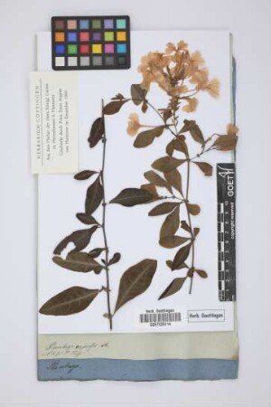 Plumbago capensis Th.