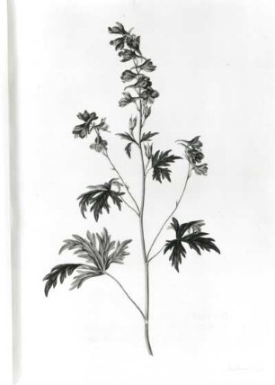 Plantae selectae vivis coloribus depictae.