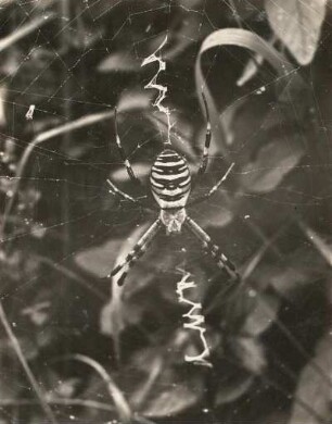 Radspinne (Argiope brünnichi Scop.)