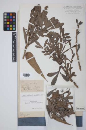Crescentia alata Kunth