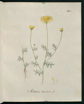 Anthemis tinctoria L.