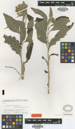 Vernonia cincta Griseb. [type]