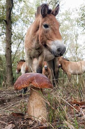 Heimat Natur