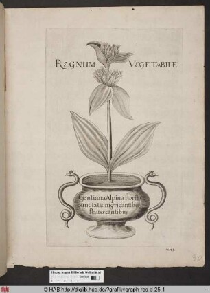 Regnum Vegetabile; Gentiana Alpina floribus punctatis nigricantibus flavescentibus.