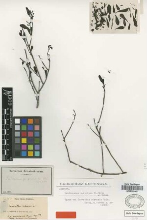 Loranthus cubensis Griseb. [type]