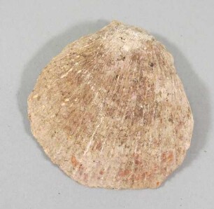 Muschelschale