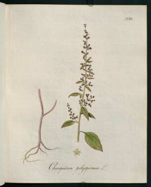 Chenopodium polyspermum L.