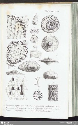 T. Crétacés, Pl. 741