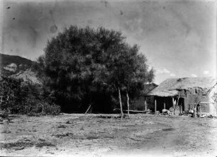 Prosopis Kuntzei : Prosopis Kuntzei Baum neben einem Haus im Tal des Rio Mizque bei Chapapa.