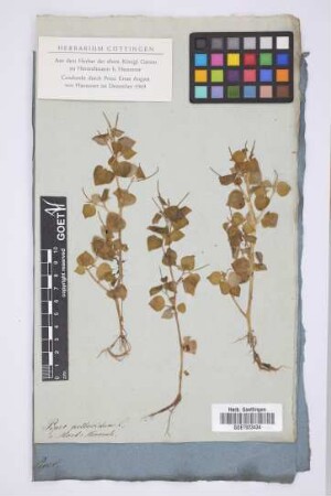 Piper pellucidum L.