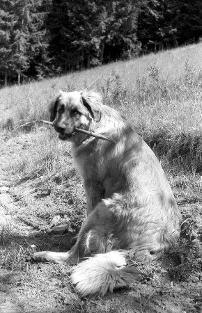 Leonberg: [Gerhart Herrmann] Mostar und sein Leonberger Hund