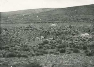 Hochsteppe mit Lamas am Nordwest-Chimborazo