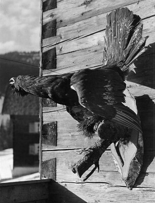 Präparierter Auerhahn (wahrscheinlich eine Jagdtrophäe) an der Außenwand eines Holzhauses