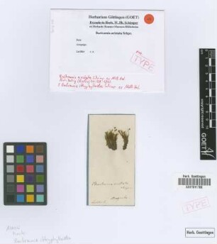 Bartramia aristata Schimp. ex Müll. Hal. [type]