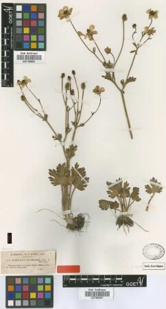 Ranunculus rectirostris Coss. & Dur. [type]
