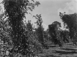 Plantage : Obstbäume auf einer Plantage