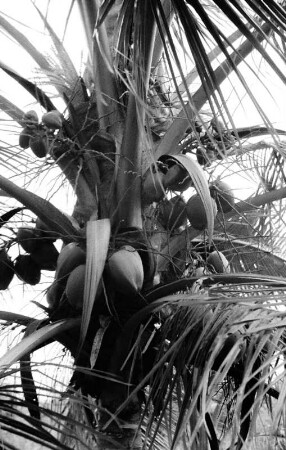 Kokospalme : Aufnahme einer Kokospalme mit Früchten