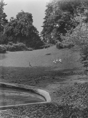 Görlitz. Tierpark. Wiese mit Famingos