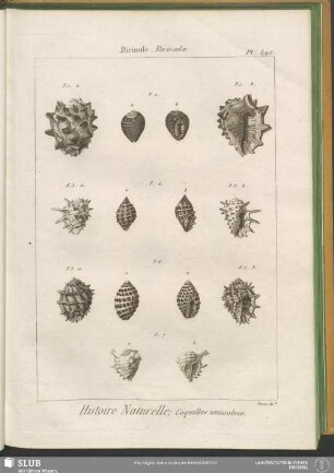 Pl. 395. Ricinule. Ricinula