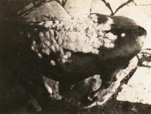 Hausrind. Parasiten der Schlachttiere. Jungochse mit 381 Dassellarven