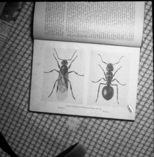 Buchseite mit Darstellung von zwei Ameisen