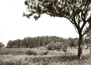 Vorgeschichtliche Schanze in Rackel bei Baruth
