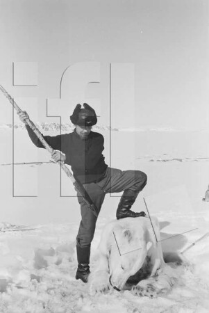 Wordie-Bucht : Gustav Scheidweiler mit erlegtem Eisbär