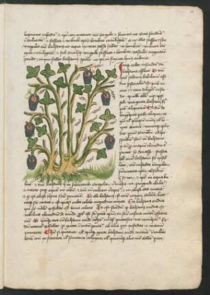 Balsamstrauch mit angehängten "vascula argentea" zum Auffangen des Balsams (lavierte Federzeichnung)