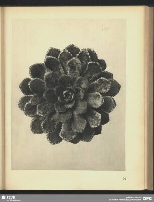 Saxifraga aizoon