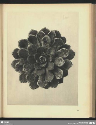 Saxifraga aizoon