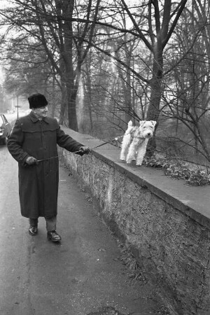 Haustier Hund.