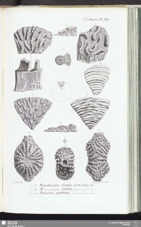 T. Crétacés, Pl. 780